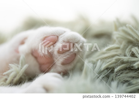 Cute cat's hand Cute cat's hand 139744402