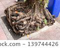 Square-Shaped Tree Roots From a Broken Sidewalk Planter 139744426