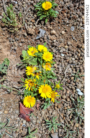 Bright yellow flowers of a sea marigold plant grow on dry soil in a sunny Mediterranean area. The plants thrive in the warm weather and showcase their vibrant colors against the earth. Bright yellow flowers of a sea marigold plant grow on dry soil in a sunny Mediterranean area. The plants thrive in the warm weather and showcase their vibrant colors against the earth. 139744452