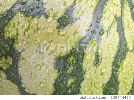 Close up of a green watermelon rind covered in clear water drops and condensation bubbles. This captures the essence of summer and freshness in food. Close up of a green watermelon rind covered in clear water drops and condensation bubbles. This captures the essence of summer and freshness in food. 139744453