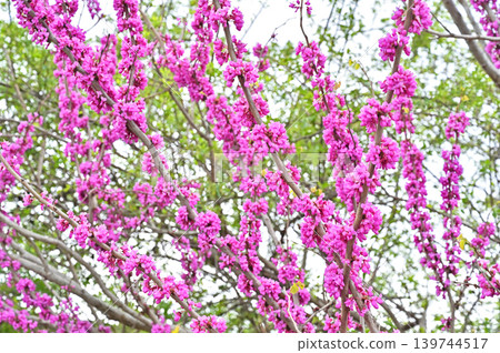Tree: Redbud Fabaceae Tree: Redbud Fabaceae 139744517