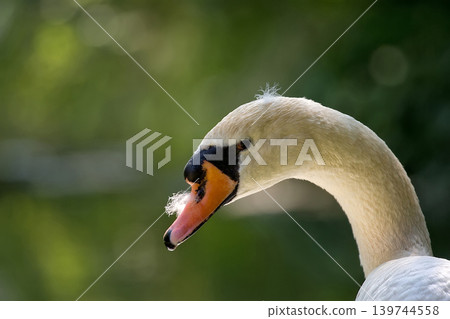 White swan a portrait White swan a portrait 139744558