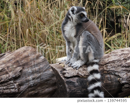 A close-up of a captive ring-tailed lemur. A close-up of a captive ring-tailed lemur. 139744595