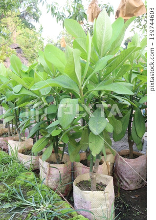 Euphorbia umbellata plant on farm 139744603