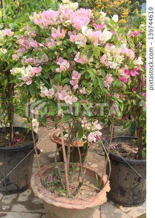 Bougainvillea flower plant on farm Bougainvillea flower plant on farm 139744619