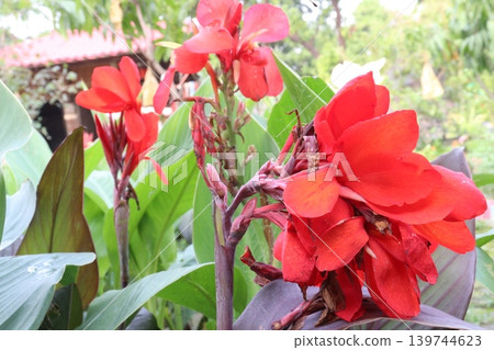 canna lily flower plant on nursery canna lily flower plant on nursery 139744623