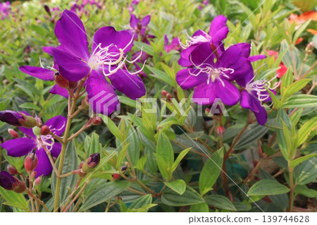 Melastoma malabathricum flower plant on nursery Melastoma malabathricum flower plant on nursery 139744628