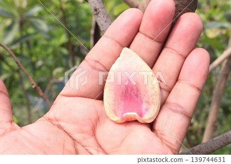 Annona mucosa bud petal on hand in farm 139744631