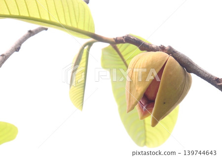 Annona mucosa bud on tree in farm Annona mucosa bud on tree in farm 139744643