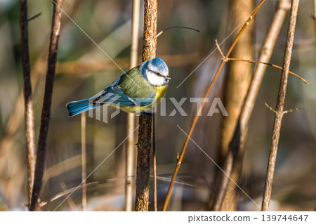 The Eurasian blue tit, Cyanistes caeruleus is a small passerine bird in the tit family, Paridae. The Eurasian blue tit, Cyanistes caeruleus is a small passerine bird in the tit family, Paridae. 139744647