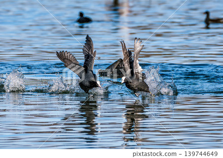 Eurasian coot, Fulica atra chasing each other by running across the water 139744649