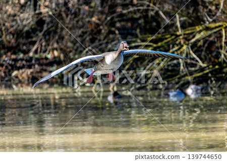 The flying greylag goose, Anser anser is a species of large goose The flying greylag goose, Anser anser is a species of large goose 139744650