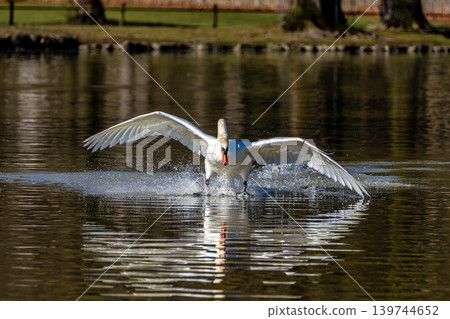 Mute swan, Cygnus olor flying over a lake in the English Garden in Munich, Germany Mute swan, Cygnus olor flying over a lake in the English Garden in Munich, Germany 139744652