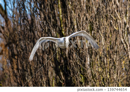 Mute swan, Cygnus olor flying over a lake in the English Garden in Munich, Germany Mute swan, Cygnus olor flying over a lake in the English Garden in Munich, Germany 139744654