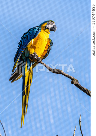 The Blue-and-yellow Macaw, Ara ararauna is a large South American parrot 139744659