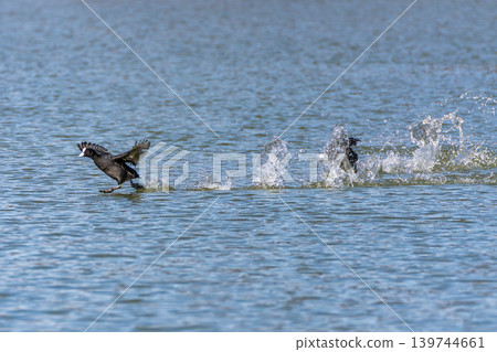 Eurasian coot, Fulica atra chasing each other by running across the water 139744661