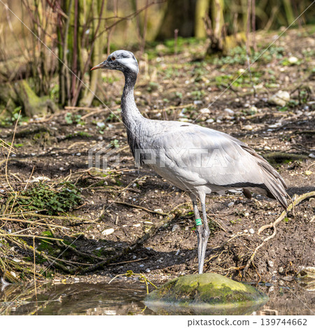 Demoiselle Crane, Anthropoides virgo are living in the bright green meadow during the day time Demoiselle Crane, Anthropoides virgo are living in the bright green meadow during the day time 139744662