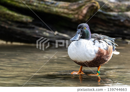 The northern shoveler, Spatula clypeata is a common and widespread duck. 139744663