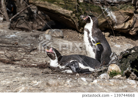 Humboldt Penguin, Spheniscus humboldti in a park Humboldt Penguin, Spheniscus humboldti in a park 139744668