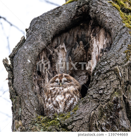 The tawny owl, Strix aluco perched on a twig The tawny owl, Strix aluco perched on a twig 139744669