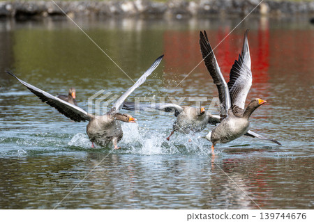 The greylag goose, Anser anser is a species of large goose The greylag goose, Anser anser is a species of large goose 139744676