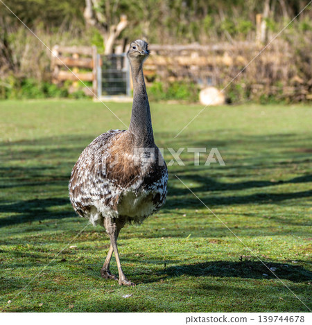 Darwin's rhea, Rhea pennata also known as the lesser rhea. 139744678