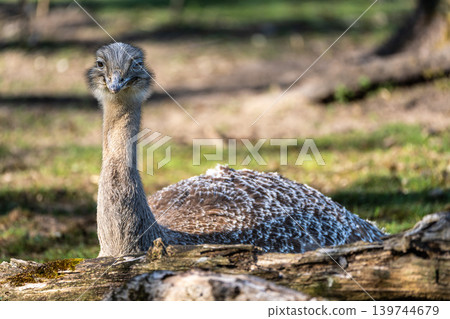 Darwin's rhea, Rhea pennata also known as the lesser rhea. 139744679