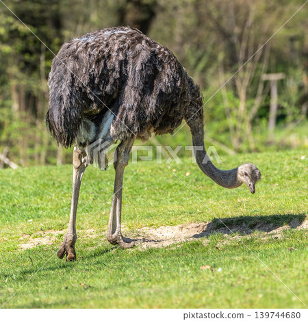 The common ostrich, Struthio camelus, or simply ostrich 139744680