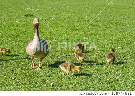 Family of greylag geese, Anser anser with small babies. Family of greylag geese, Anser anser with small babies. 139744681