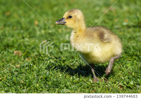 Beautiful yellow fluffy greylag goose baby gosling in spring, Anser anser Beautiful yellow fluffy greylag goose baby gosling in spring, Anser anser 139744683