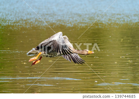 The flying greylag goose, Anser anser is a species of large goose The flying greylag goose, Anser anser is a species of large goose 139744685