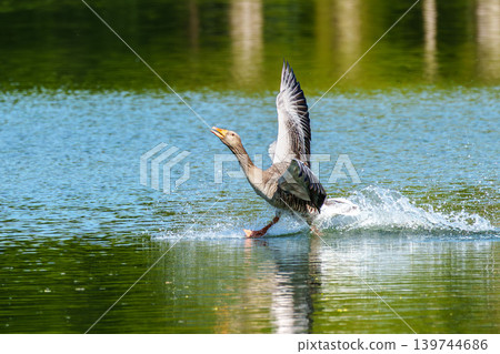 The greylag goose, Anser anser is a species of large goose 139744686