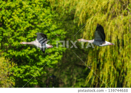 The flying greylag goose, Anser anser is a species of large goose The flying greylag goose, Anser anser is a species of large goose 139744688
