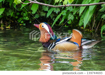 The mandarin duck, Aix galericulata at a lake in Munich, Germany 139744693