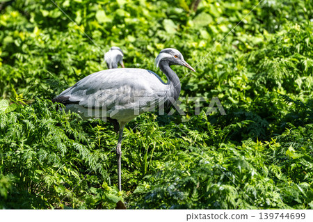 Demoiselle Crane, Anthropoides virgo are living in the bright green meadow during the day time Demoiselle Crane, Anthropoides virgo are living in the bright green meadow during the day time 139744699