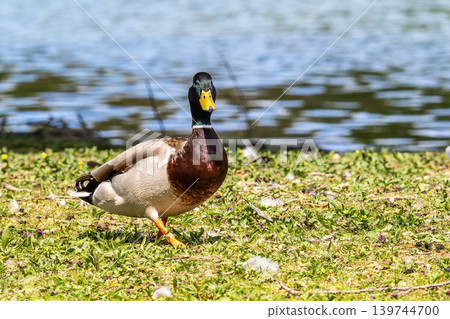 Wild duck or mallard, Anas platyrhynchos swimming in a lake in Munich, Germany Wild duck or mallard, Anas platyrhynchos swimming in a lake in Munich, Germany 139744700