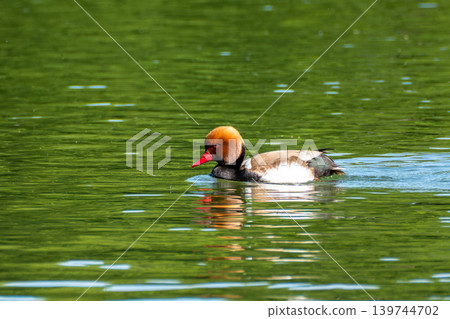 Red-crested Pochard, Netta rufina swimming in a lake at Munich, Germany Red-crested Pochard, Netta rufina swimming in a lake at Munich, Germany 139744702