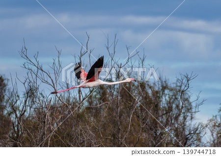 Flying Greater Flamingo, Phoenicopterus roseus in the Ornithological park of Pont de Gau in Camargue, France Flying Greater Flamingo, Phoenicopterus roseus in the Ornithological park of Pont de Gau in Camargue, France 139744718