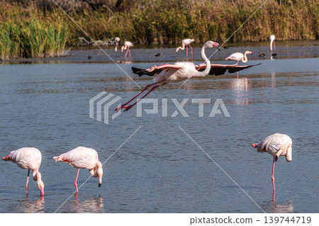 Flying Greater Flamingo, Phoenicopterus roseus in the Ornithological park of Pont de Gau in Camargue, France 139744719
