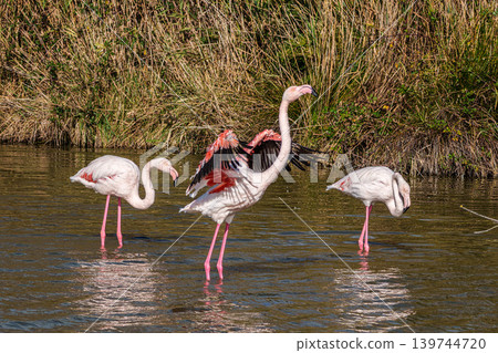 Greater Flamingo, Phoenicopterus roseus in the Ornithological park of Pont de Gau in Camargue, France Greater Flamingo, Phoenicopterus roseus in the Ornithological park of Pont de Gau in Camargue, France 139744720