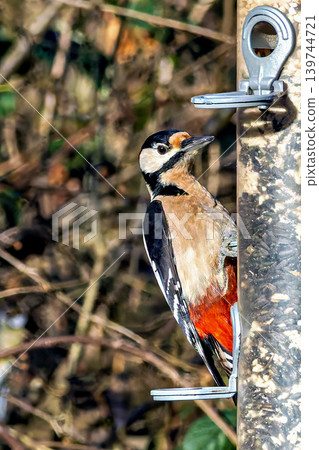 The Great Spotted Woodpecker, Dendrocopos major is sitting on the branch of tree The Great Spotted Woodpecker, Dendrocopos major is sitting on the branch of tree 139744721