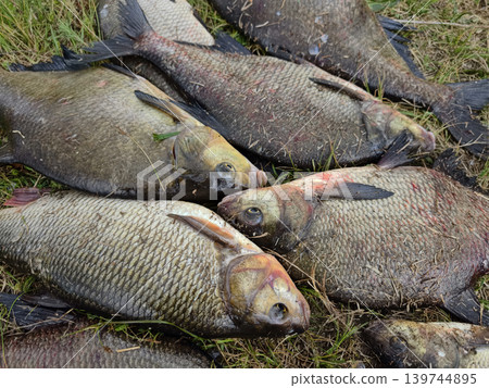 Several fish lie on the ground after being caught during a fishing trip. The setting shows grass and the natural environment during the day 139744895