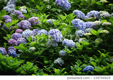 Hydrangea promenade Hydrangea promenade 139744929