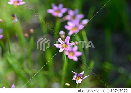 Niwazekishou 139745072