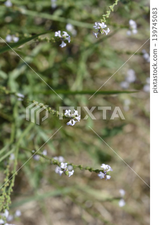 Delicate Common Vervain Flowers in the Wild Delicate Common Vervain Flowers in the Wild 139745083