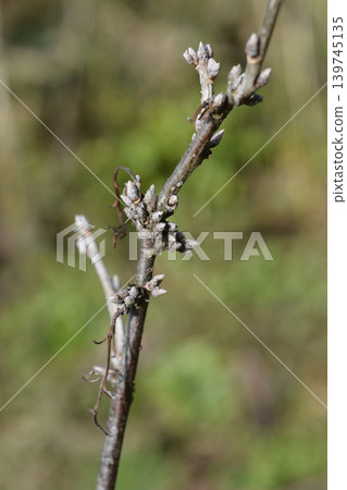 Red currant Red currant 139745135