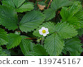 野草莓花 139745167
