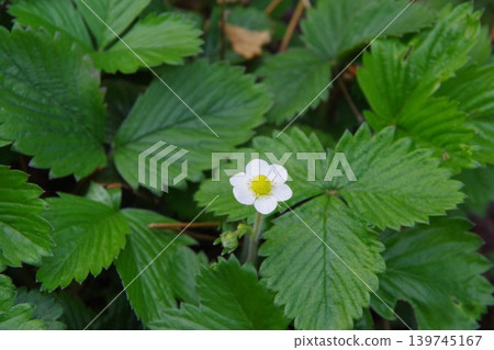 野草莓花 野草莓花 139745167