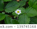 野草莓花 139745168