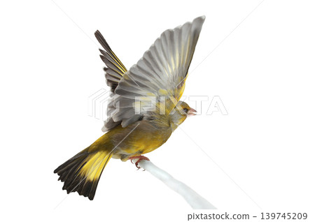 greenfinch (Chloris chloris) isolated on white background greenfinch (Chloris chloris) isolated on white background 139745209